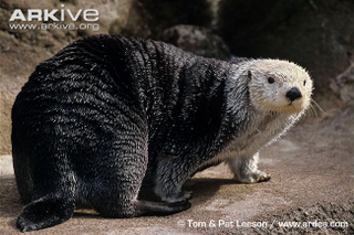 Illustration for article titled Monday Mustelid - Enhydra lutris Edition